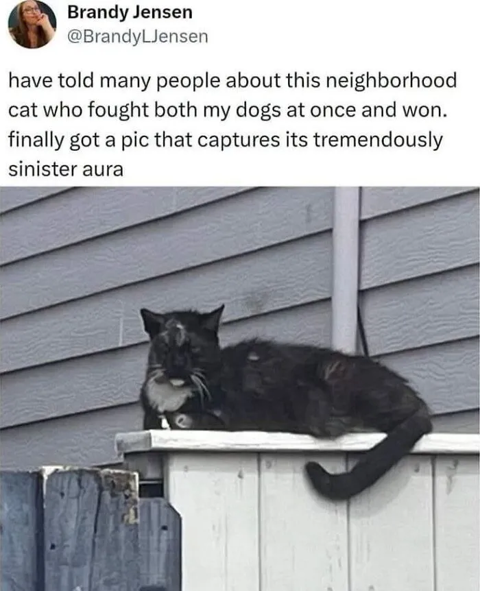 Tough black cat resting on a fence featured in love animal memes