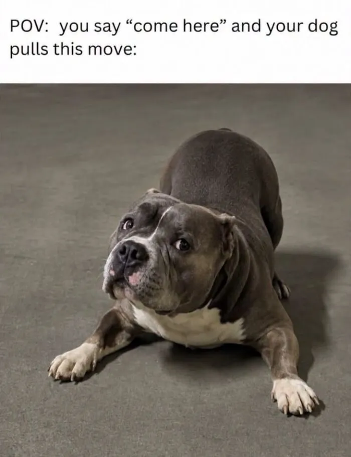 Playful dog stretching low to the ground in love animal memes post