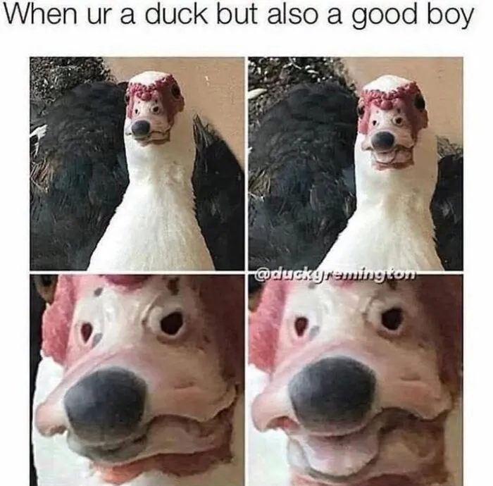Funny duck with dog face pattern featured in love animal memes
