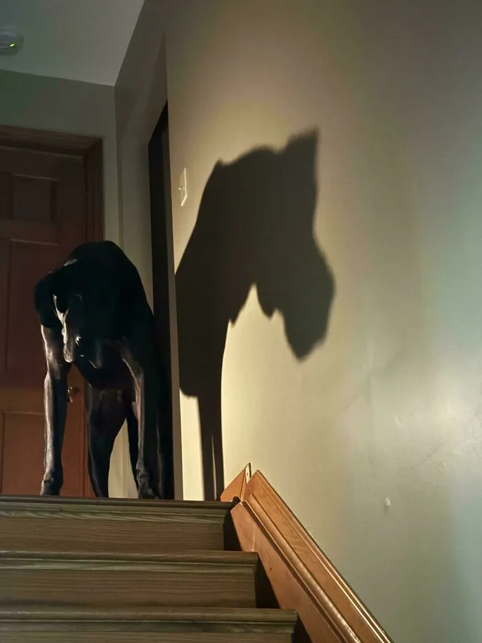 A black dog standing on stairs with an eerie shadow on the wall, fitting for cursed images.