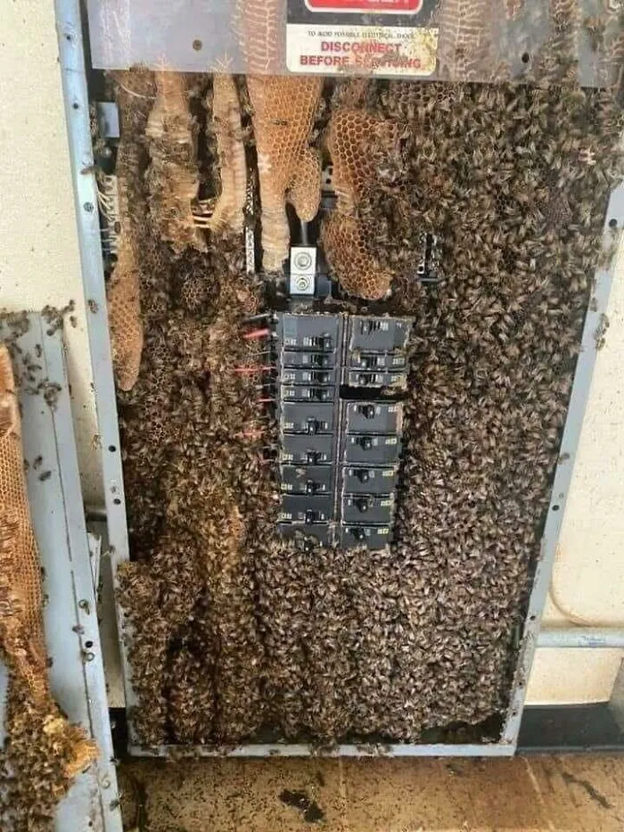 An electrical circuit breaker box completely filled with a massive bee nest and honeycomb, among cursed images.