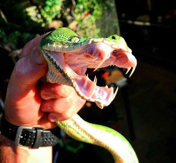 Cursed images showing a green snake opening its mouth wide with sharp fangs