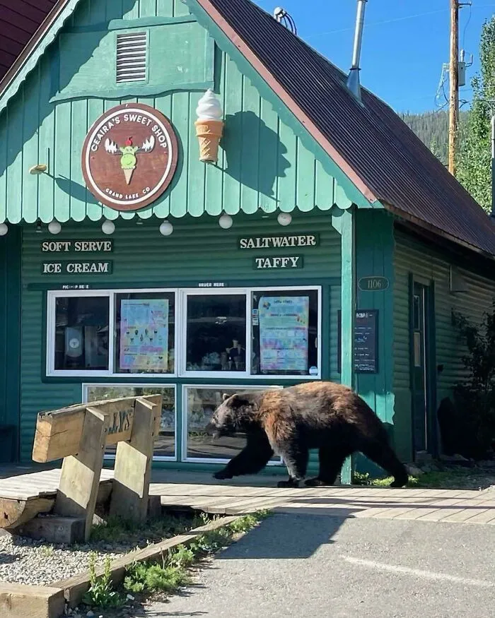 Cursed images of a large brown bear walking outside a green ice cream shop