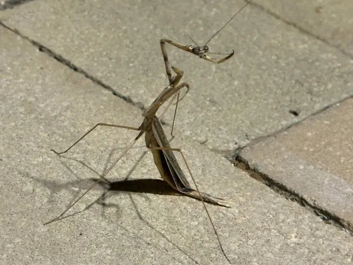 Eerie brown praying mantis posing in a strange manner, fitting for creepy photos of nature.