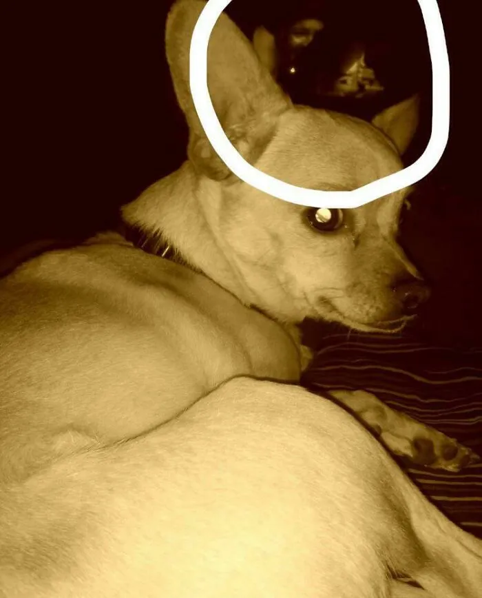 A dog in the foreground with a creepy face circled in the dark background from creepy photos.