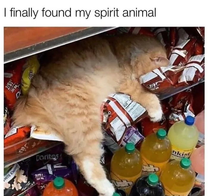 Fluffy cat sleeping on a shelf of chip bags in a hilarious animal meme