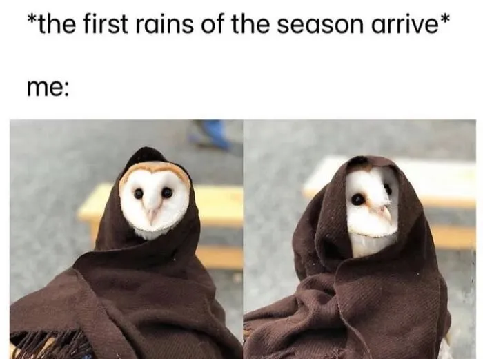 Cute owl wrapped in a brown blanket featured in a hilarious animal meme