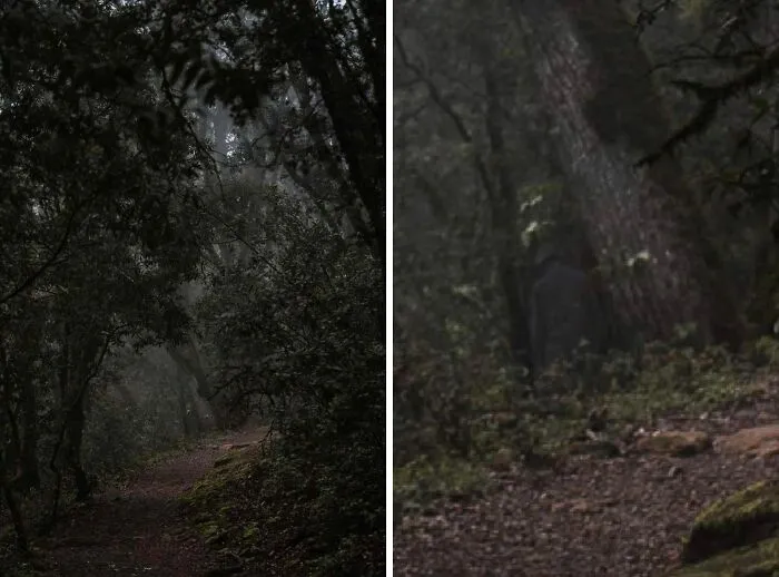 Creepy photos of a shadowy figure standing among trees in a dark, foggy forest.