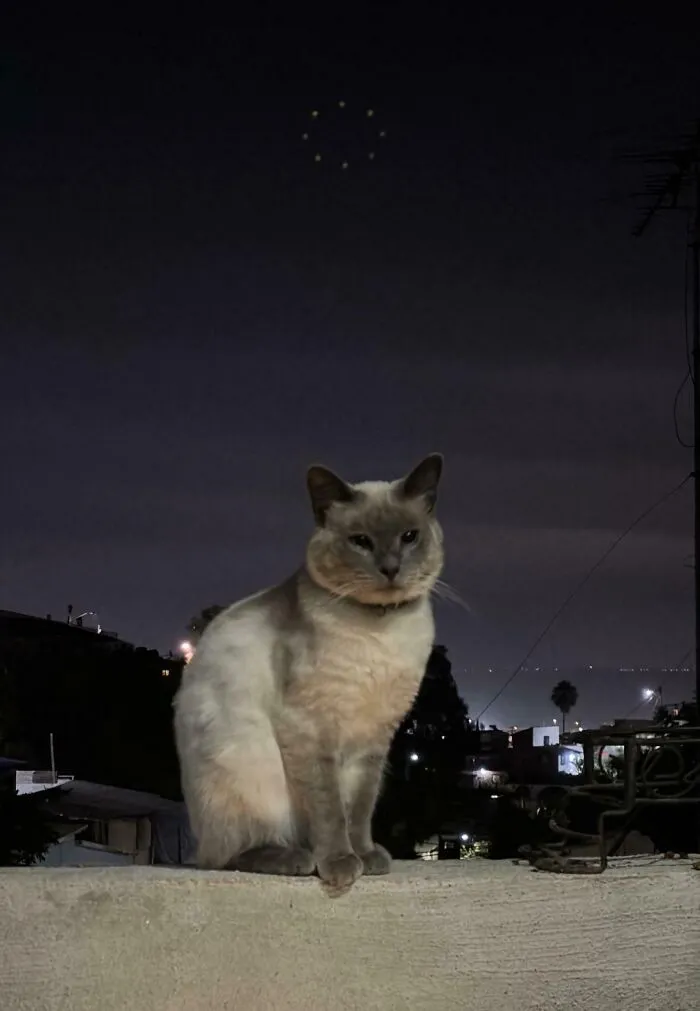 A cat sitting outdoors at night under a ring of lights, evoking creepy photos with unexplained phenomena.