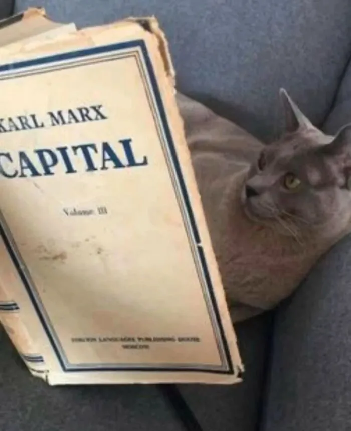 Cat reading Karl Marx Capital book humor meme
