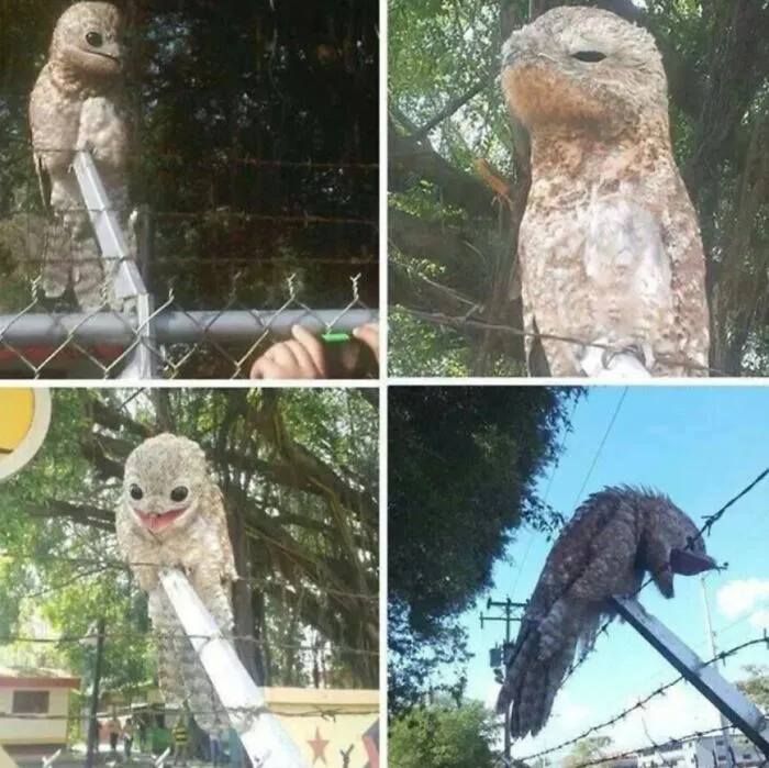 Four photos showing a strange potoo bird with wide eyes and open mouth, reminiscent of cursed images.