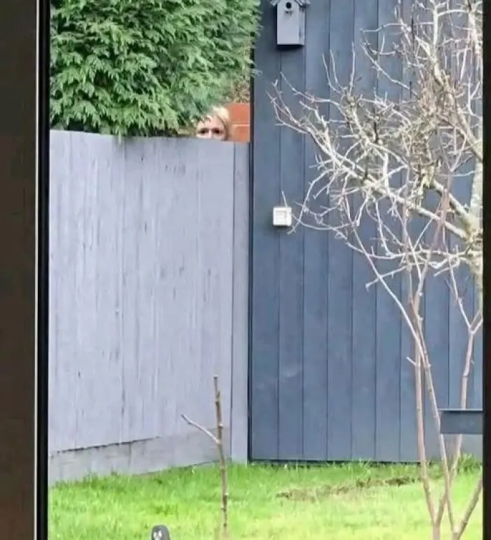 A person ominously peeking over a wooden fence captured in cursed images.