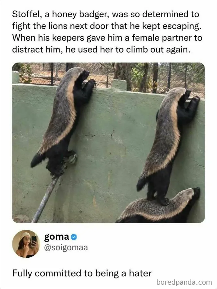 Honey badger escape attempt meme, a hilarious post for sending memes to friends.