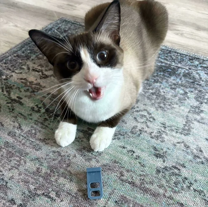 Siamese cat meowing while sitting on a patterned rug