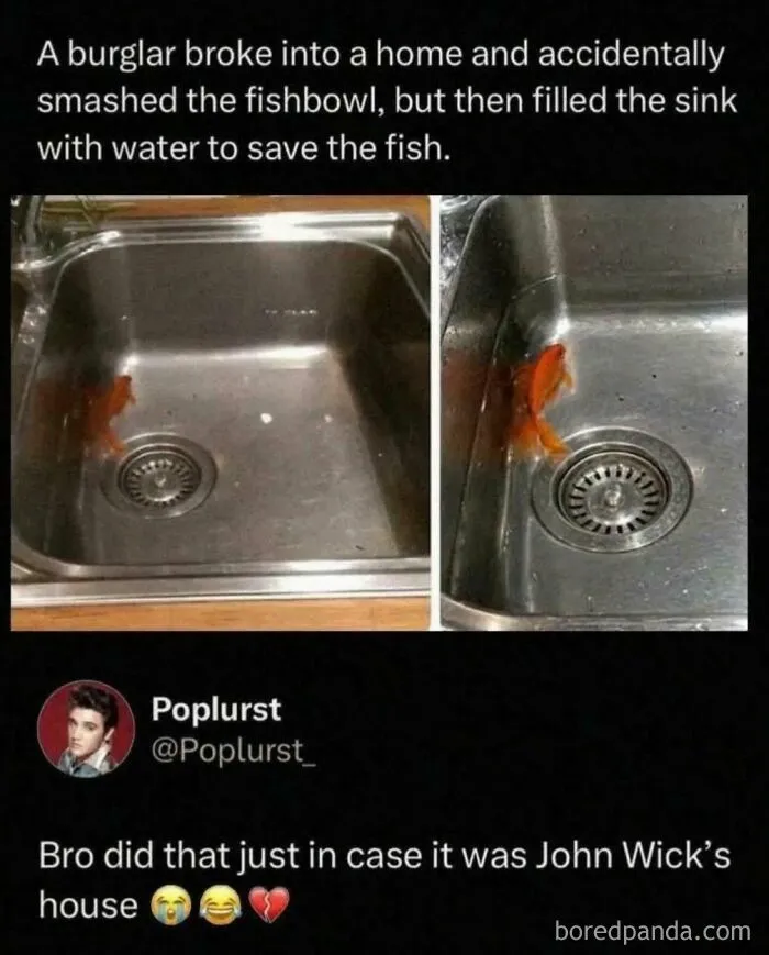 Goldfish in sink after burglar smashed fishbowl, saved fish with water