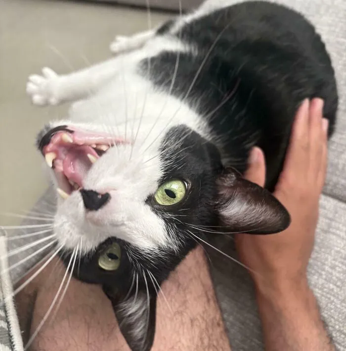 Black and white cat meowing while lying on a person's lap
