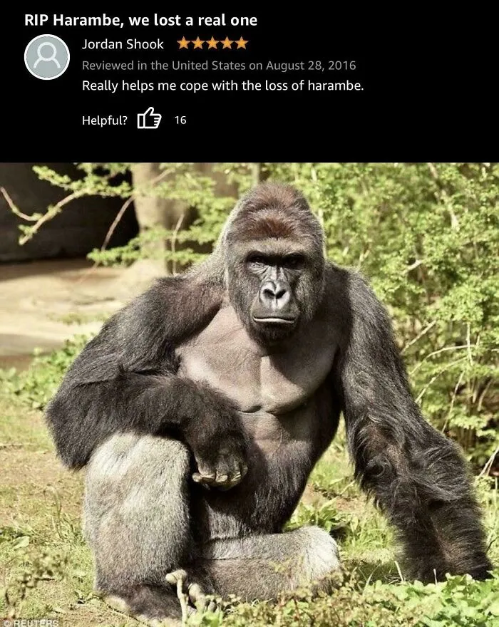 Hilarious Amazon review about coping with Harambe loss next to gorilla image