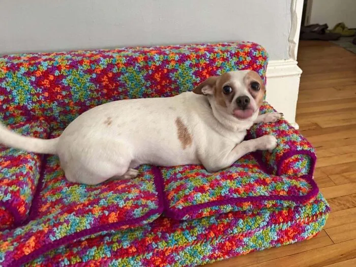 Small dog lying on a colorful crochet pet sofa illustrating creative crochet project