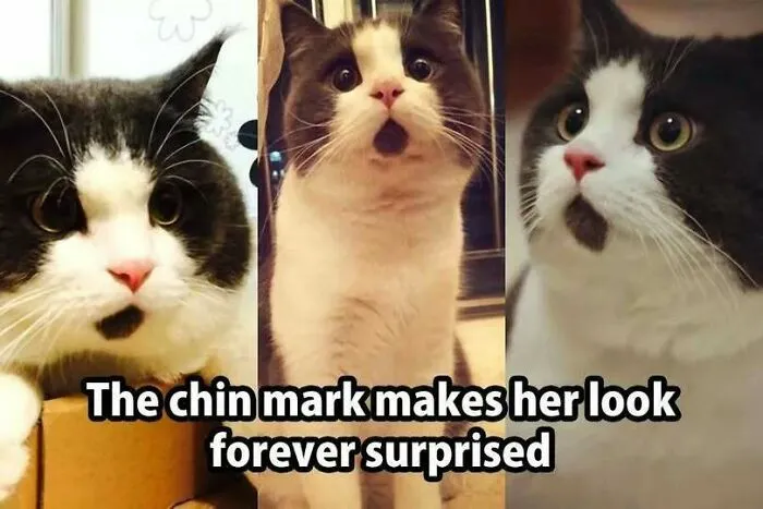 Cat with a chin mark that looks forever surprised meme