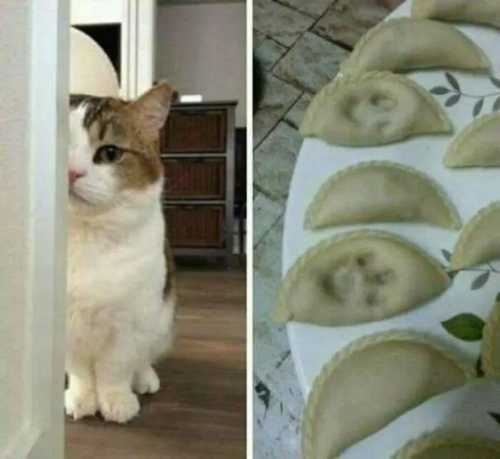 Cat peeking behind wall next to dumplings shaped like cats old school internet memes