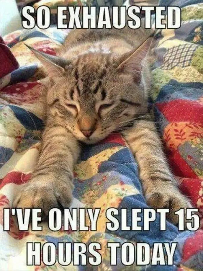 Exhausted cat stretched out sleeping meme
