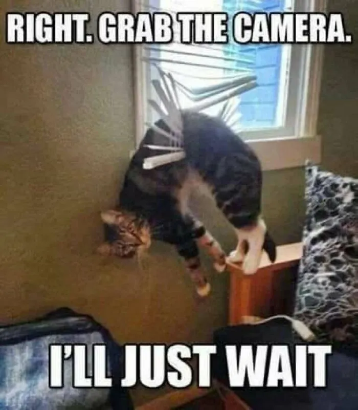 Cat stuck in window blinds in funny cat meme