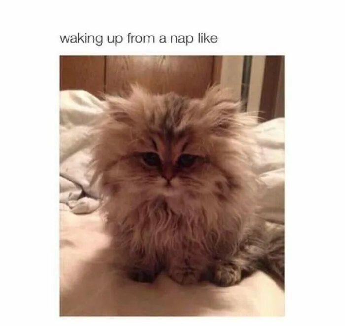 Fluffy cat waking up from a nap looking disheveled