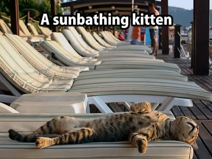 Sunbathing kitten relaxing on a lounge chair in the sun
