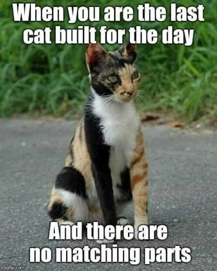 Calico cat with mismatched fur parts sitting outside