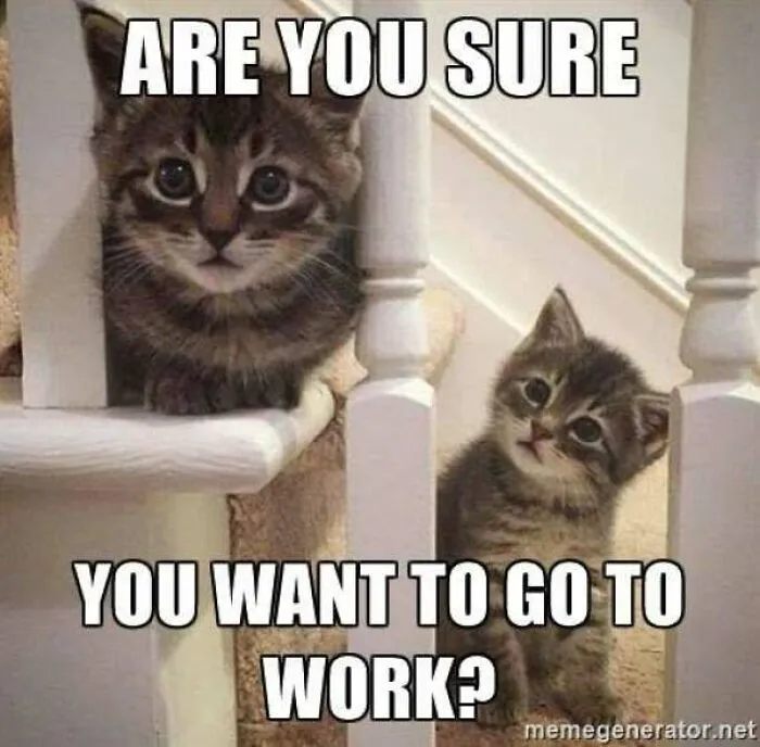 Two curious kittens looking asking about going to work