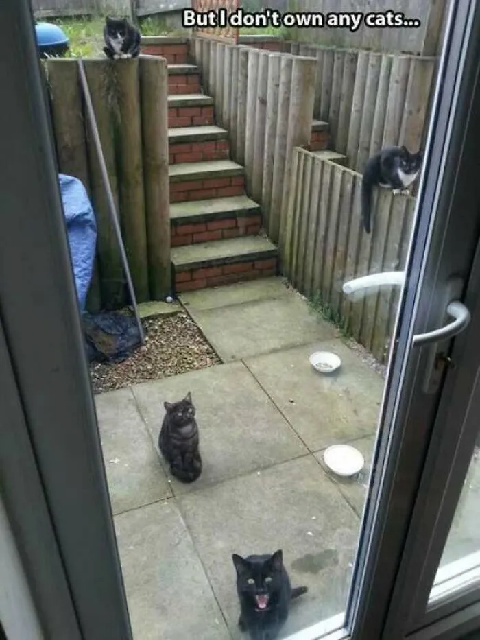 Four cats outside a door with text about not owning any cats in cat memes