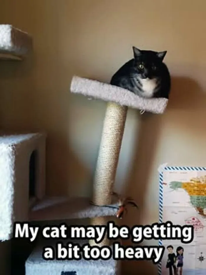 Cat sitting on a cat tree with text about cat getting heavy in cat memes