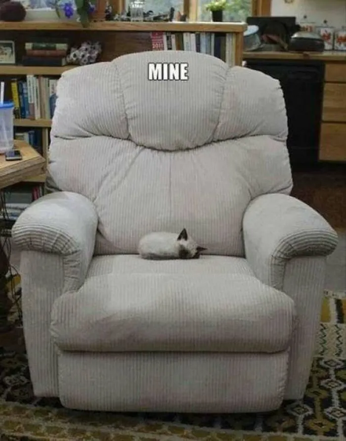 Small kitten lying on large armchair labeled mine cat meme