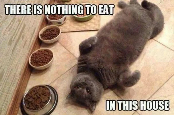 Chubby gray cat laying on back with empty bowls captioned nothing to eat cat meme