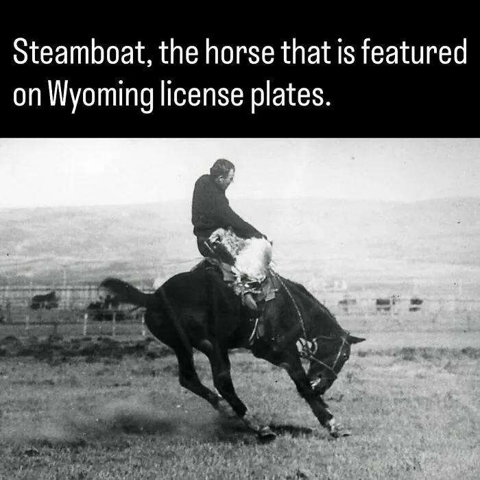 Historic photo about history depicting the bucking horse Steamboat featured on Wyoming license plates.