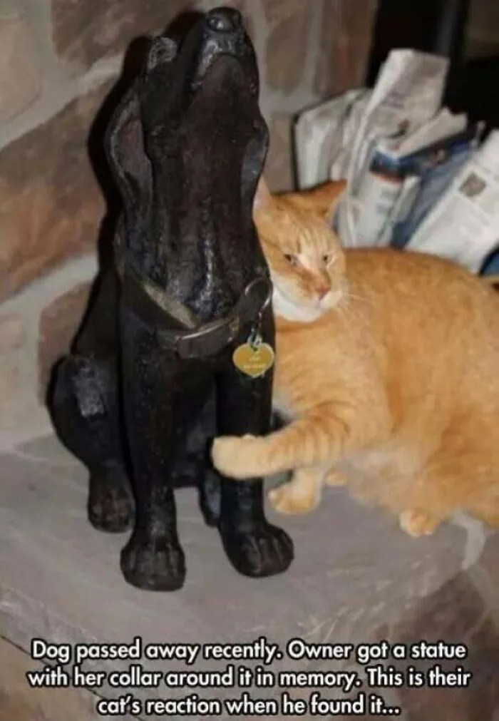 Cat touching dog's memory statue showing reaction to dog's passing