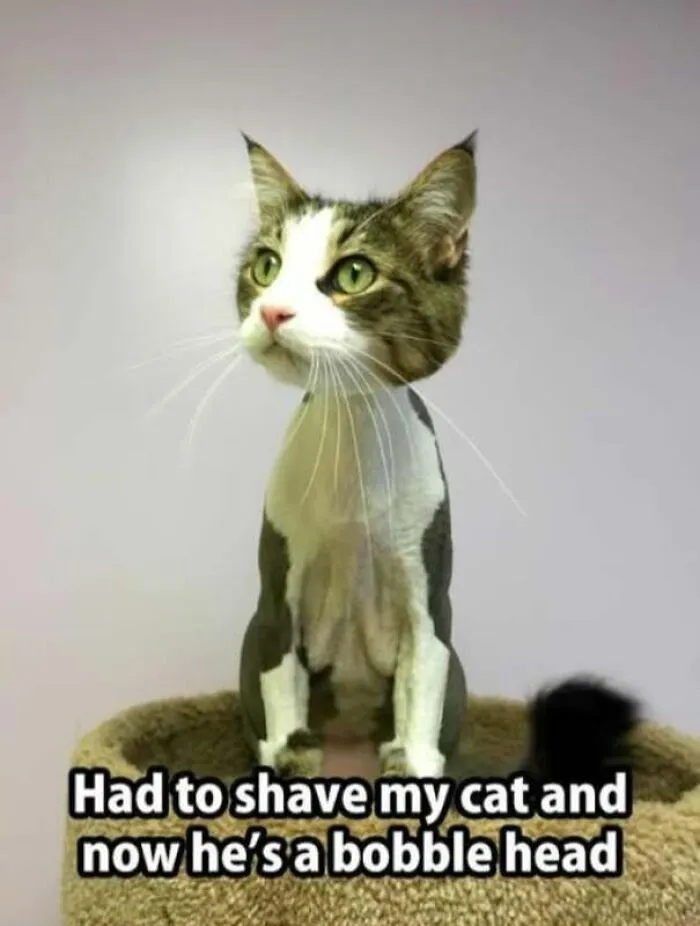 Cat shaved to look like a bobble head meme
