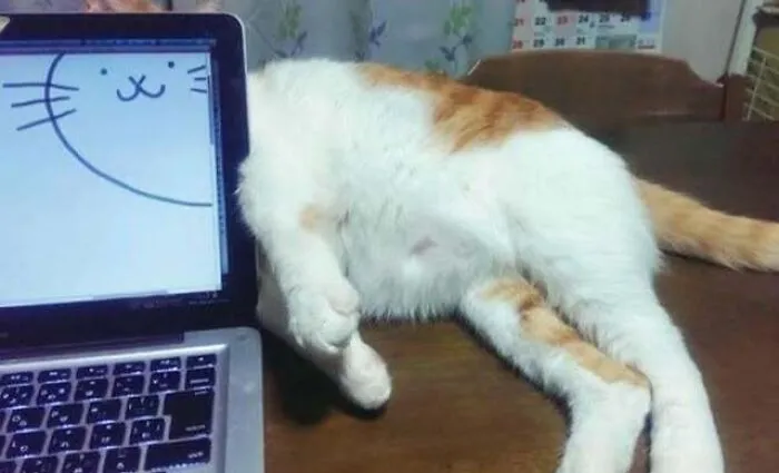 Cat hiding behind laptop screen with cat face drawing