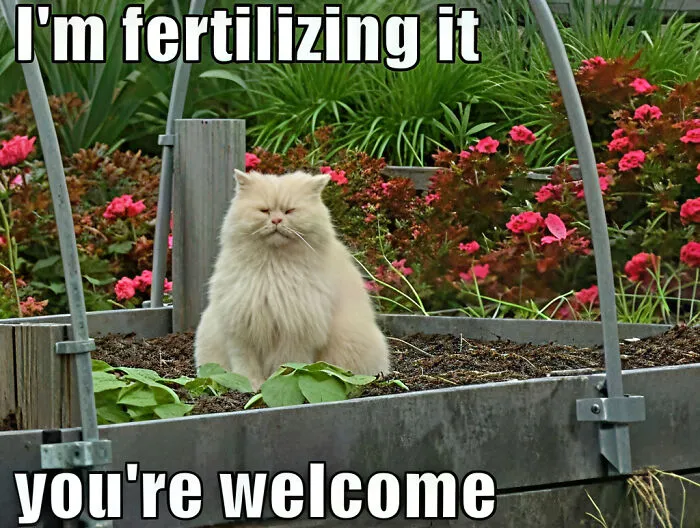 Fluffy cat fertilizing garden soil with plants