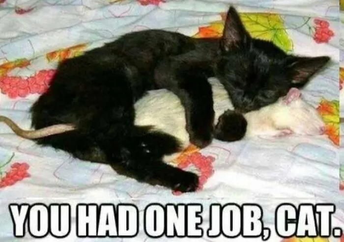 Black cat hugging a white rat with text you had one job cat meme