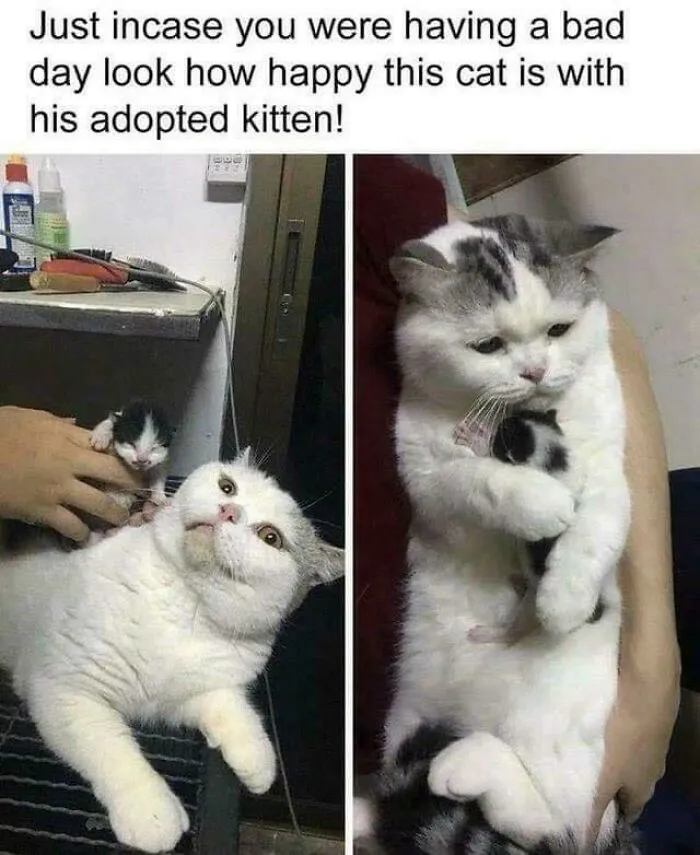Happy cat cuddling tiny adopted kitten showing affection