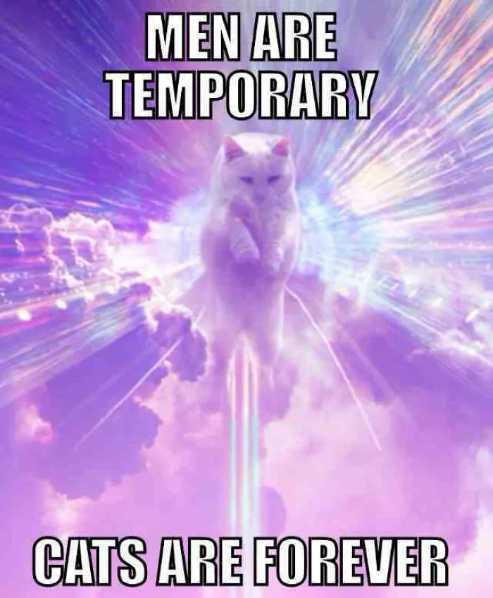 Cat meme with text stating cats are forever and men are temporary in a glowing purple sky