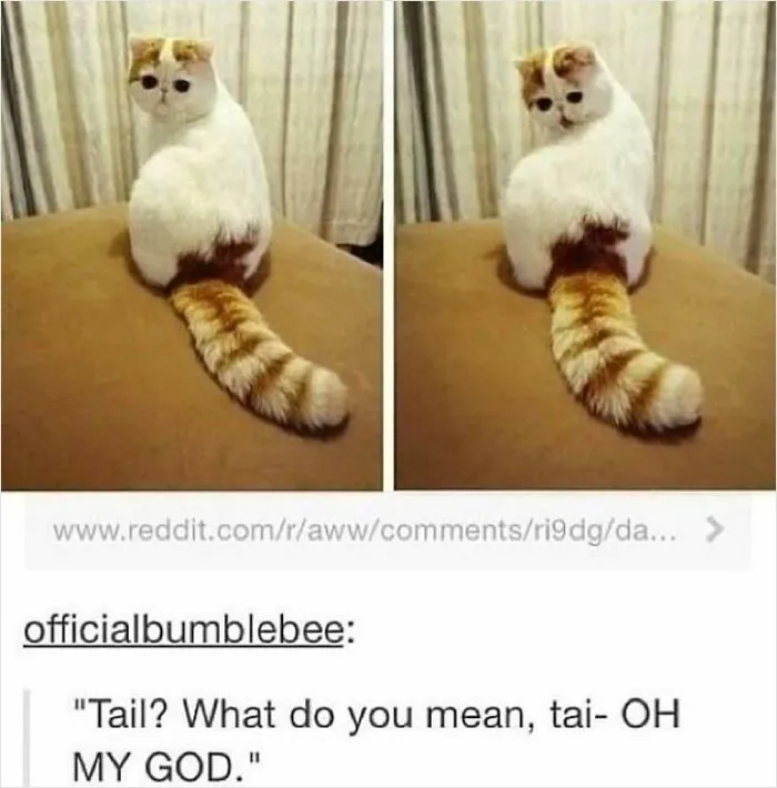 Funny cat meme showing a cat with a face pattern resembling eyes on its tail