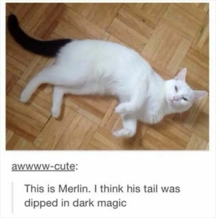 White cat with black tail lying on wooden floor in cat meme