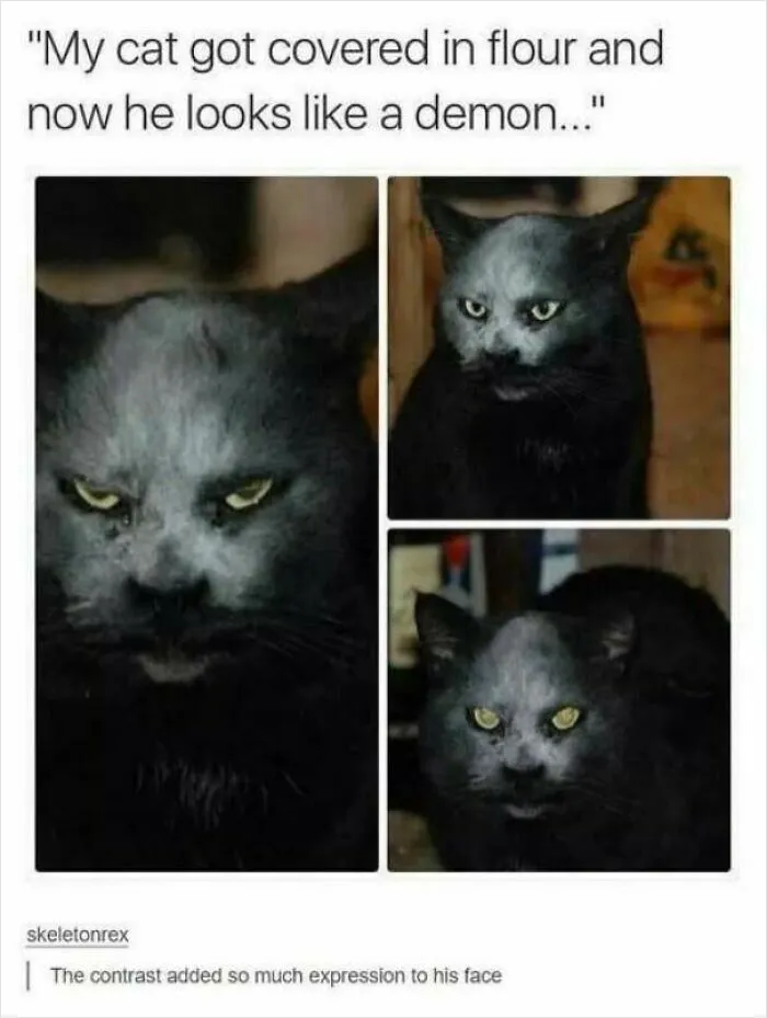 Black cat covered in white powder with expressive face like a demon