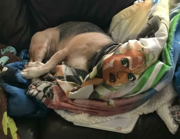 Dog wrapped in blanket with printed face creating visual glitch