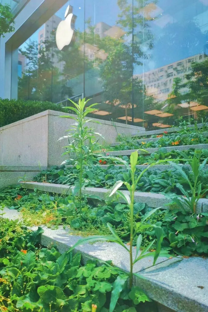 Overgrown plants covering steps at an Apple store showing nature glitch