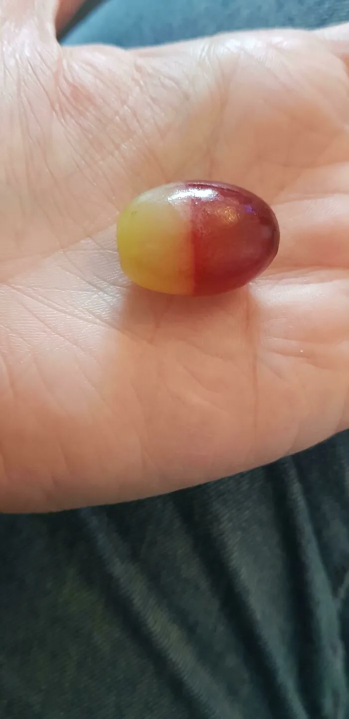 Two-tone grape with distinct yellow and purple half glitch in hand