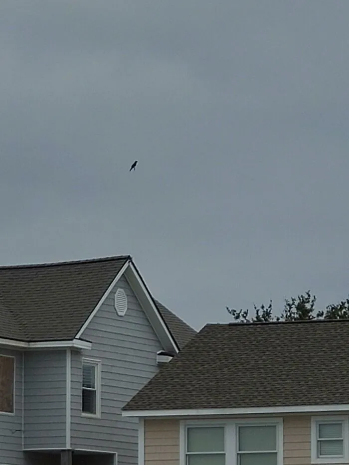 Bird hovering above houses with no visible support glitch in the matrix