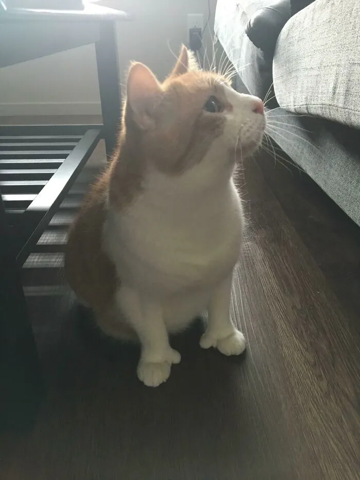 Curious cat sitting indoors glitch in the matrix